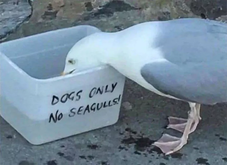 Oh no oh no - #15 