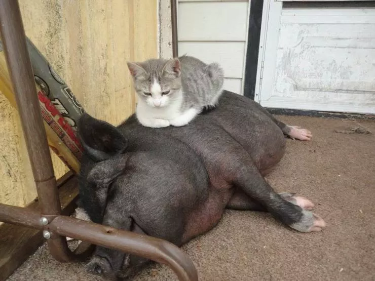 Picdump 591 - #11 