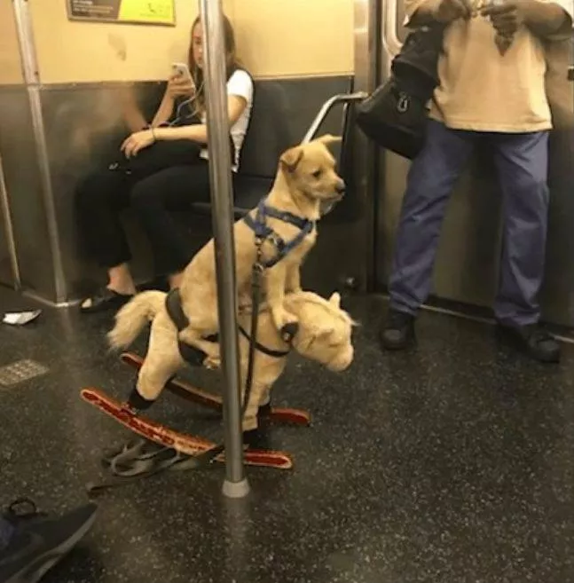 A mixed collection of unexpected images - #62 