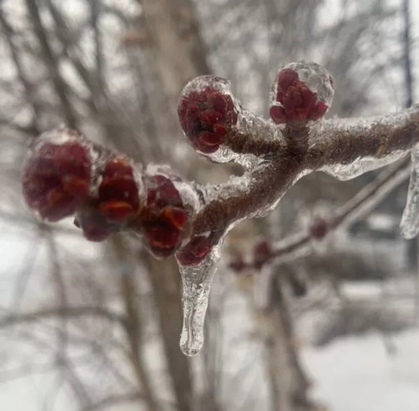 Freezing cold and its effects on nature - #7 
