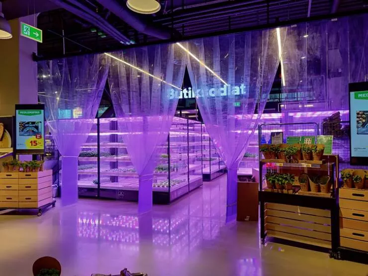 Des choses fascinantes que vous ne connaissiez pas - #23 Cultive ses propres herbes en magasin