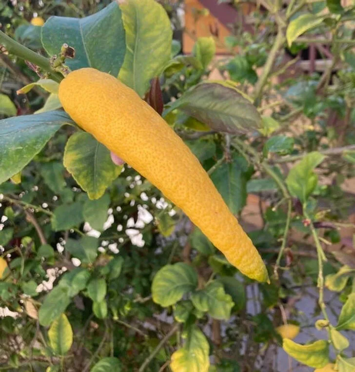 Des choses fascinantes que vous ne connaissiez pas - #26 Citron