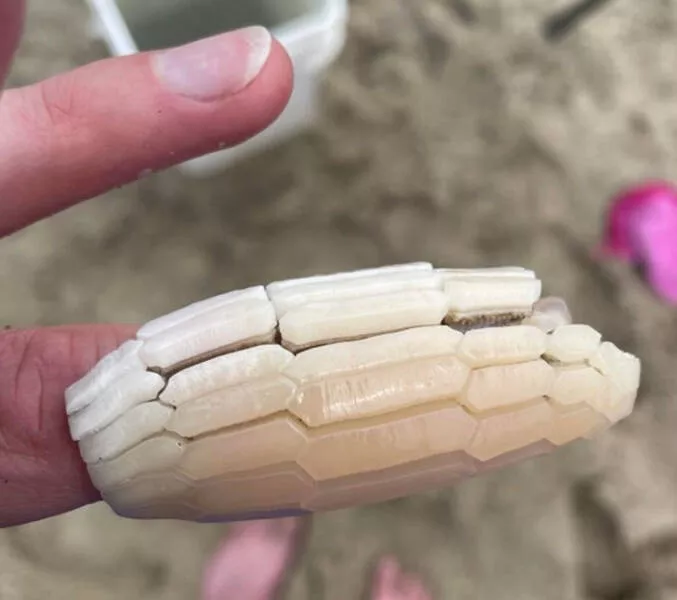 Fascinating things you didnt know - #38 Shell