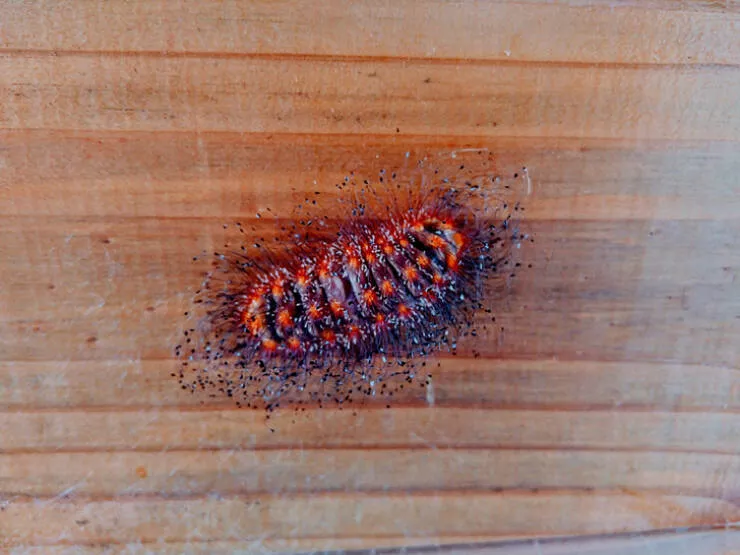 Fascinating things you didnt know - #39 Caterpillar