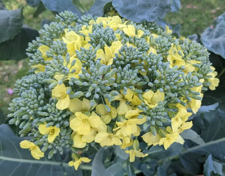 Des choses fascinantes que vous ne connaissiez pas - #41 Brocoli 