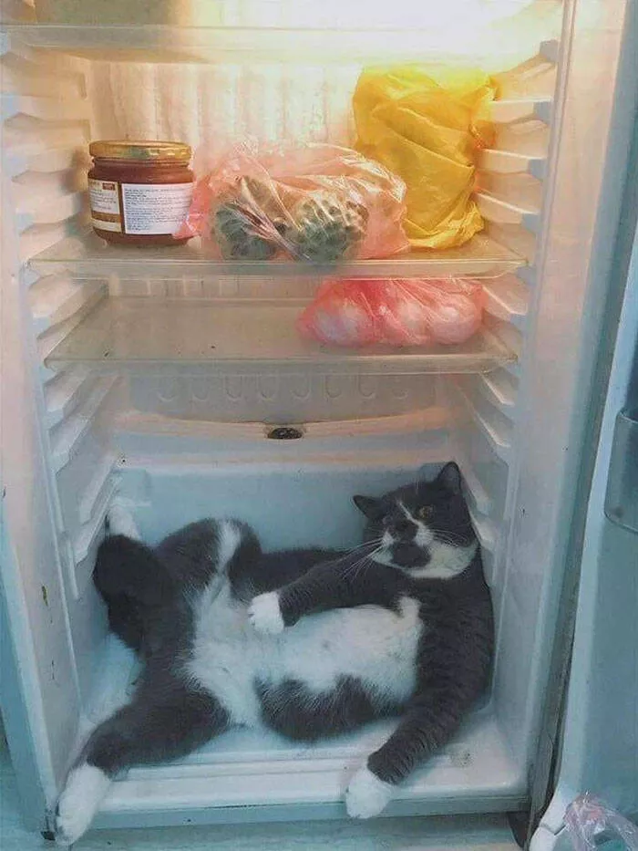 Funny cats - #1 
