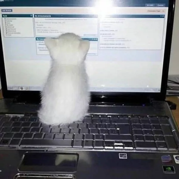 Chats droles - #10 