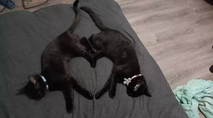 Chats droles - #11 