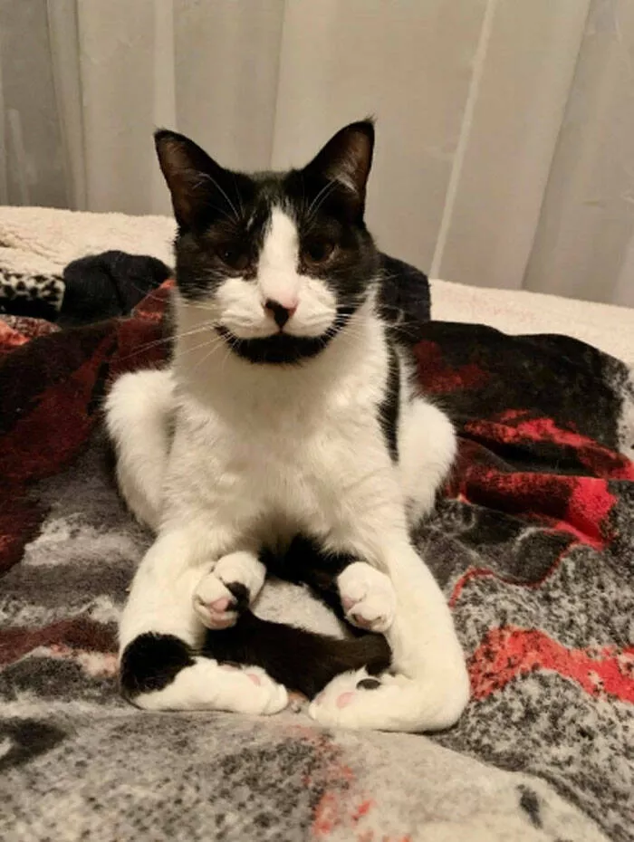 Funny cats - #12 