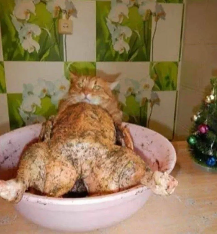 Chats droles - #13 