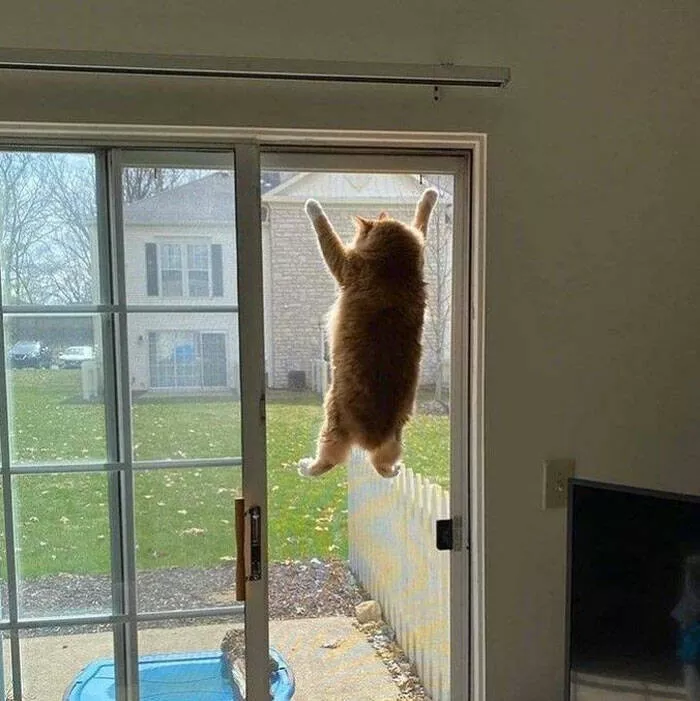 Funny cats - #14 