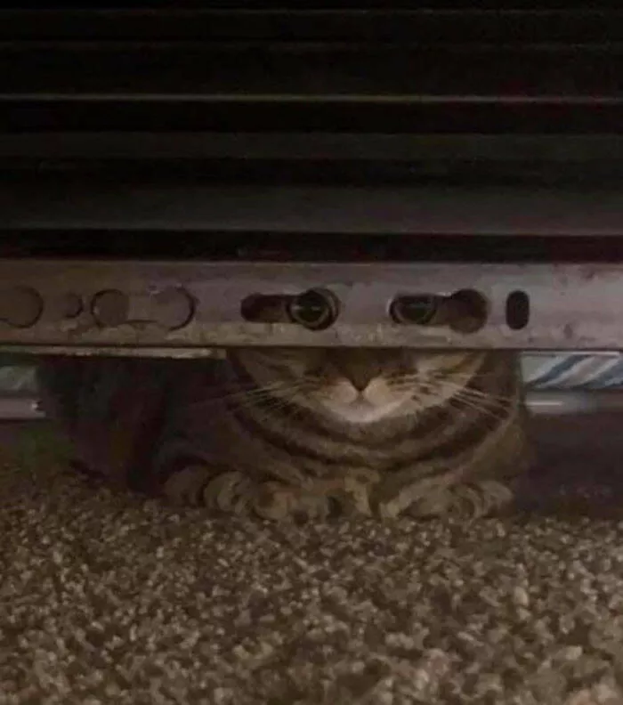 Funny cats - #15 