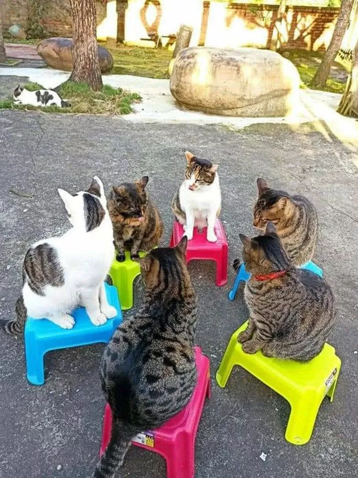Chats droles - #16 