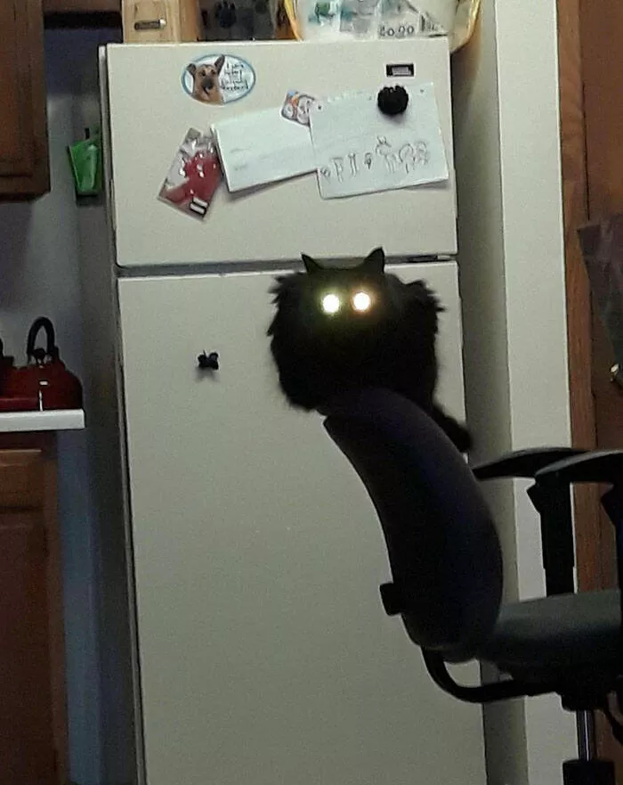 Funny cats - #18 