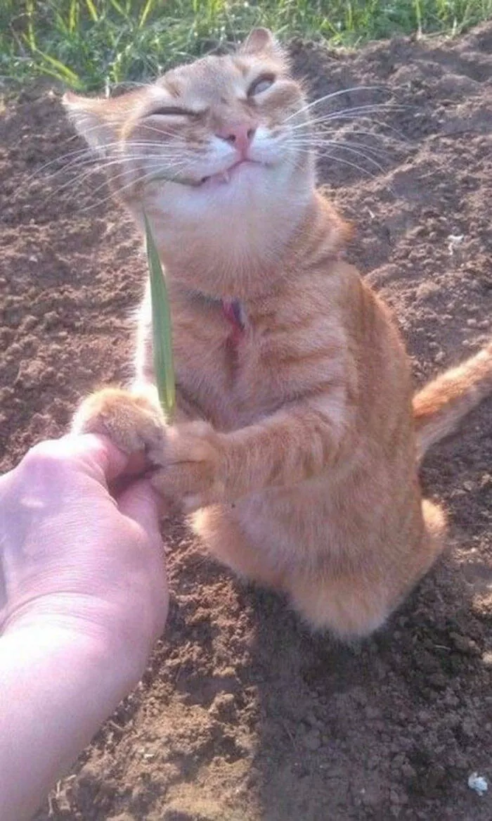 Chats droles - #19 