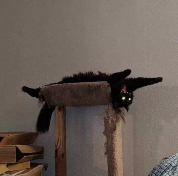 Chats droles - #2 
