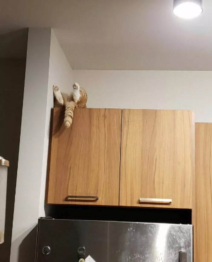 Chats droles - #20 
