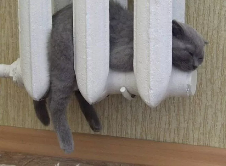 Chats droles - #21 