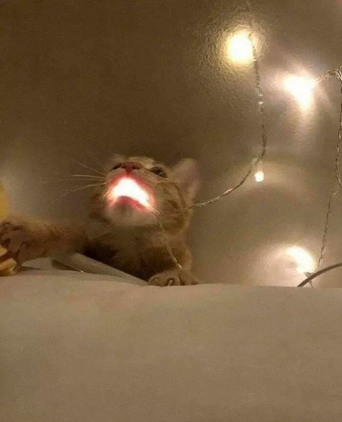 Funny cats - #22 