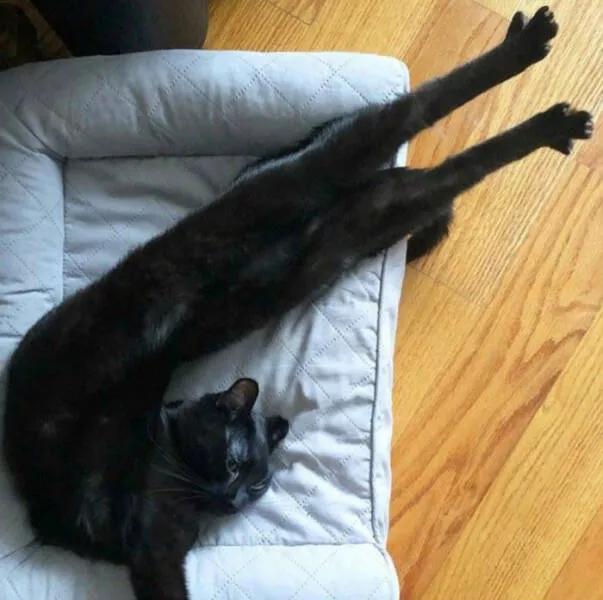 Funny cats - #23 
