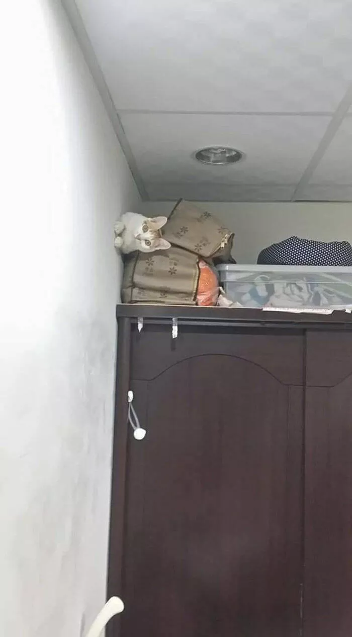 Funny cats - #24 