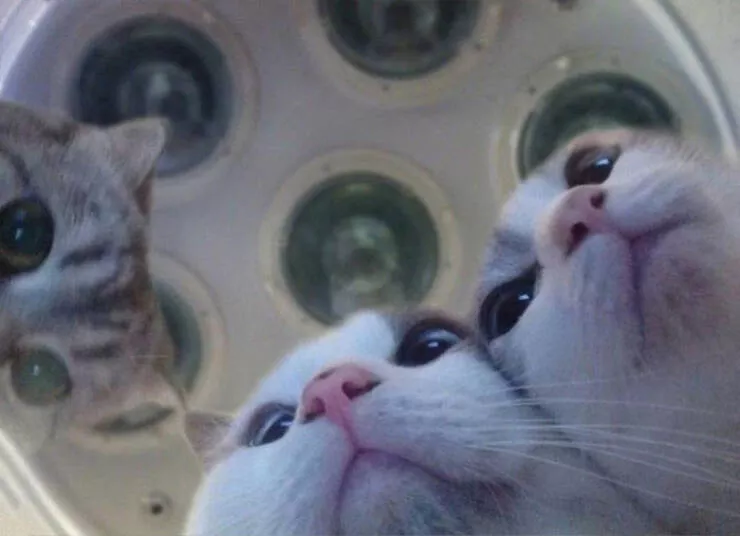 Chats droles - #25 