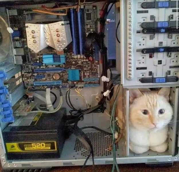 Funny cats - #26 