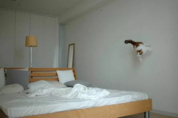 Chats droles - #27 