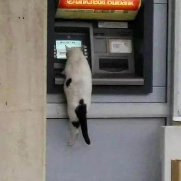 Funny cats - #28 