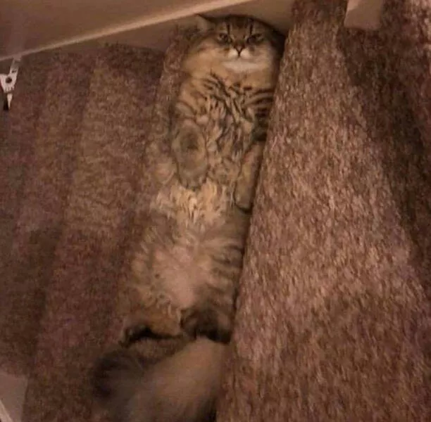 Chats droles - #29 