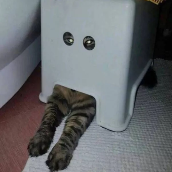 Chats droles - #3 