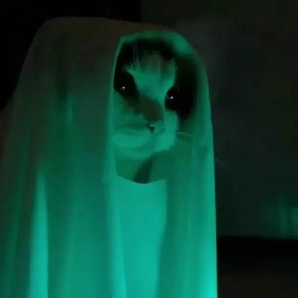 Funny cats - #30 