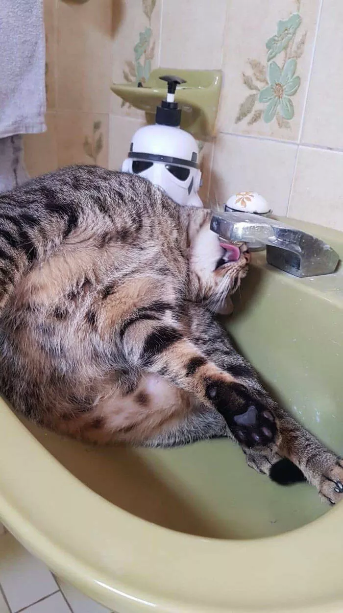Funny cats - #31 