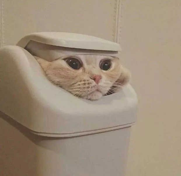 Chats droles - #32 