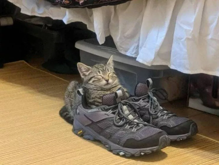 Chats droles - #33 