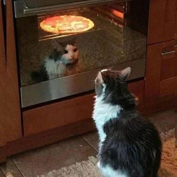 Funny cats - #34 