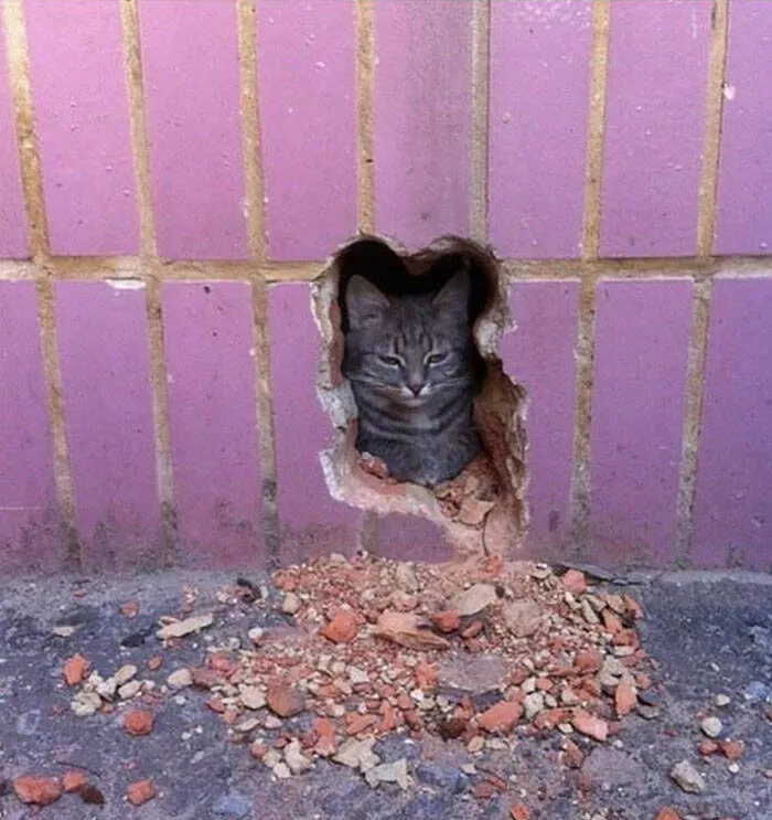 Chats droles - #35 
