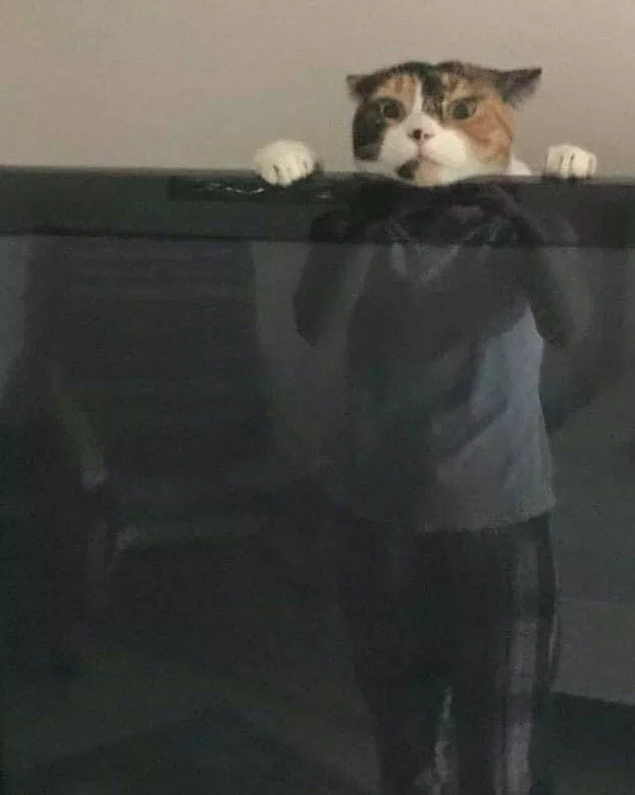 Funny cats - #36 