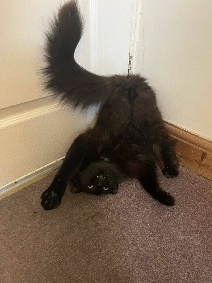 Funny cats - #37 