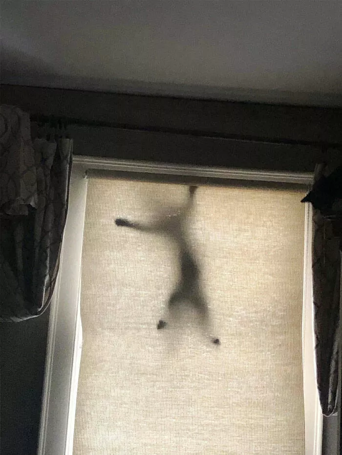 Funny cats - #38 