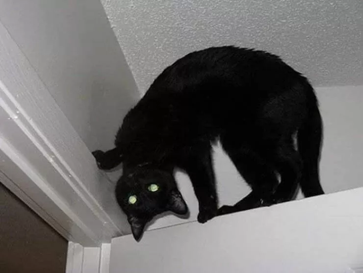 Funny cats - #39 