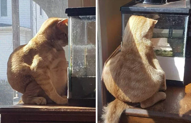 Chats droles
