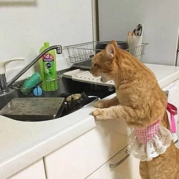 Chats droles - #40 