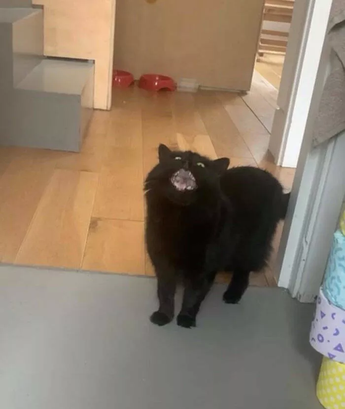 Funny cats - #41 