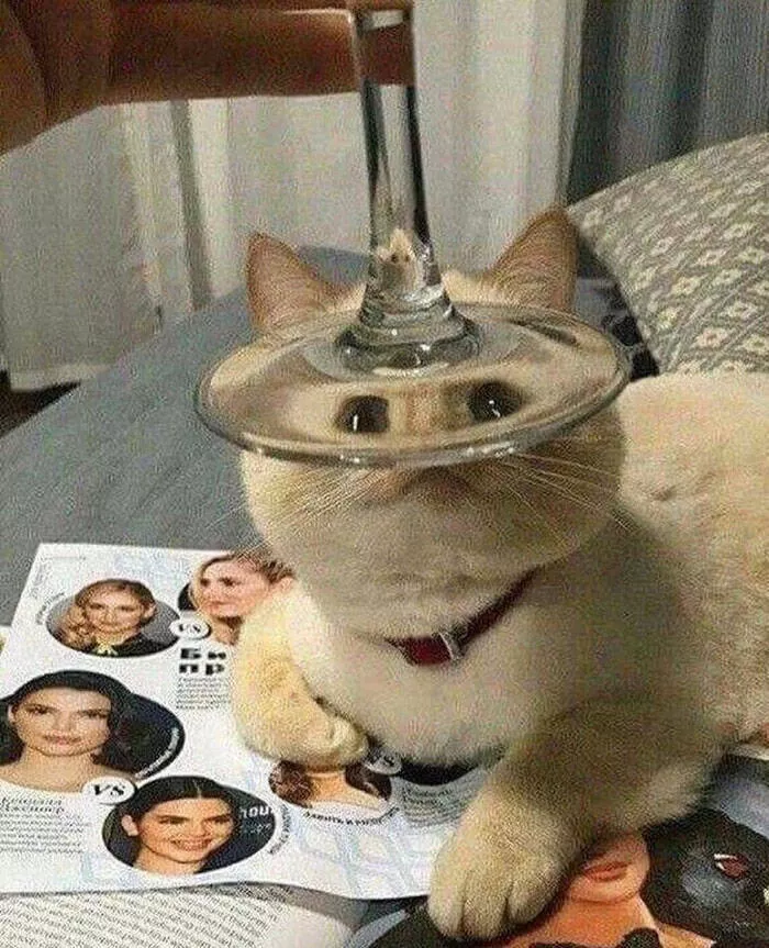 Funny cats - #43 