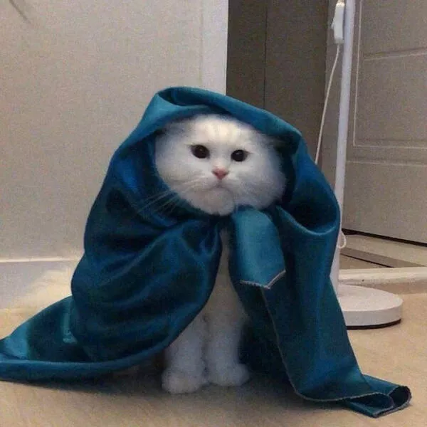 Chats droles - #44 