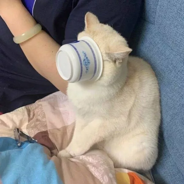 Funny cats - #46 