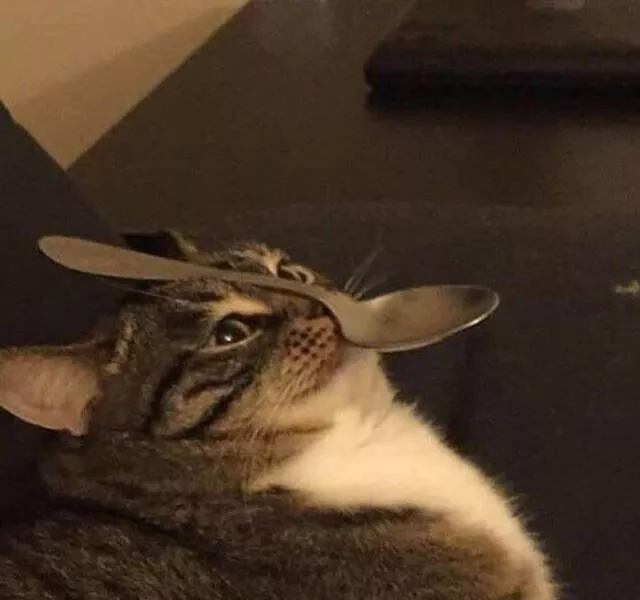 Funny cats - #47 