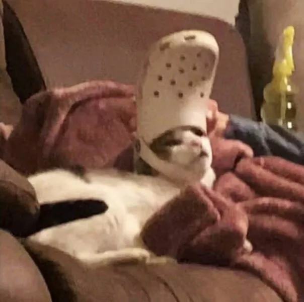 Funny cats - #48 