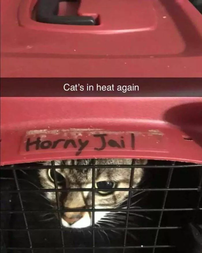Funny cats - #49 